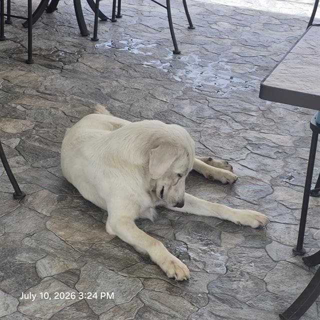 Kylian - Great Pyrenees