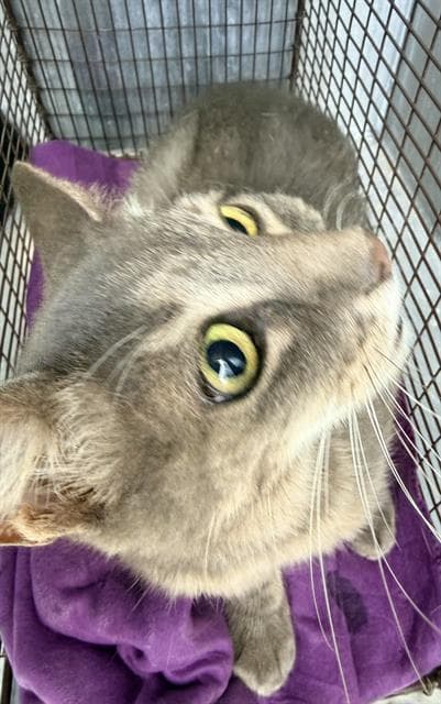 Magnet - Domestic Short Hair