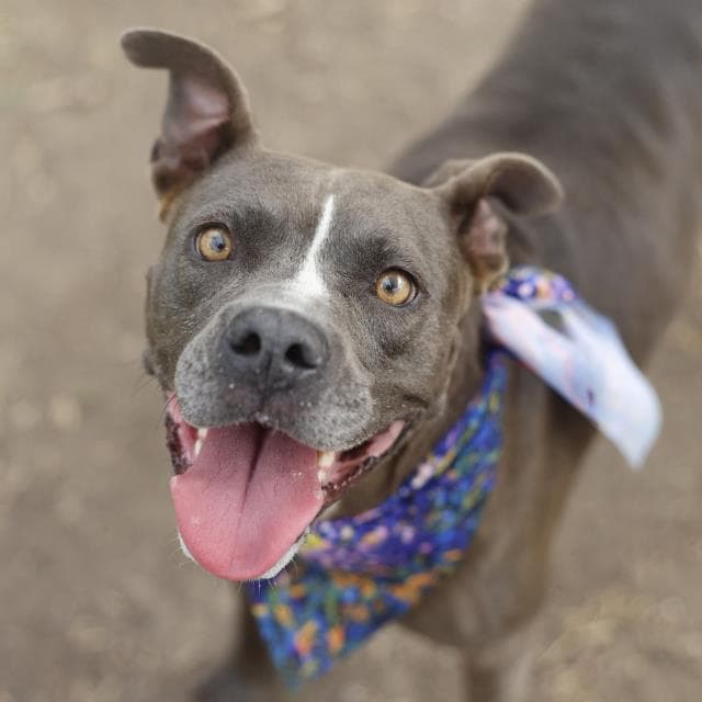 Genesis - American Staffordshire Terrier