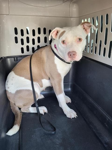 Lotto - American Staffordshire Terrier