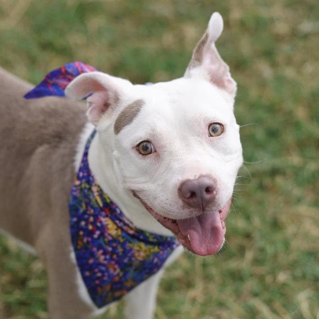Lotto - American Staffordshire Terrier