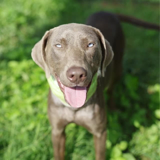 Marv - American Staffordshire Terrier