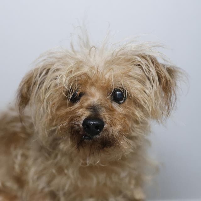 Dash - Yorkshire Terrier Yorkie