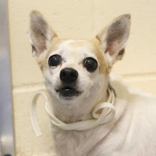 Dot - Chihuahua