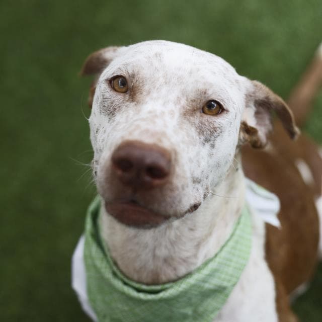 Starla - Pointer