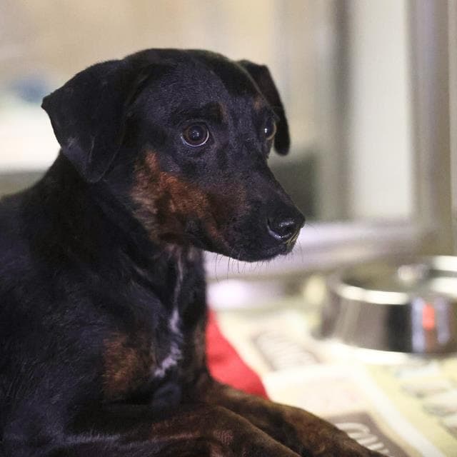 Unknown - Terrier