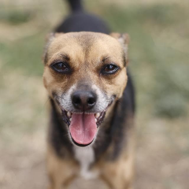 Ricochet - Chihuahua
