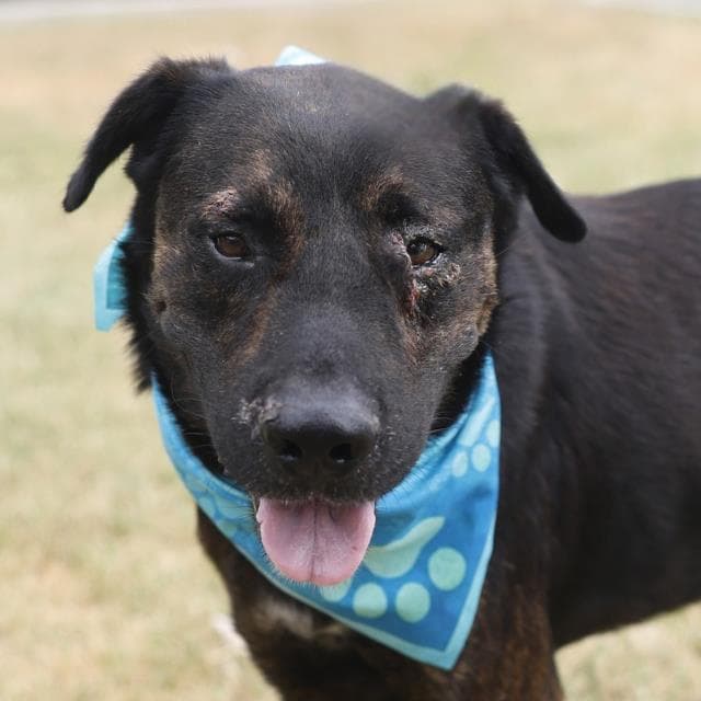 Freddy - Labrador Retriever