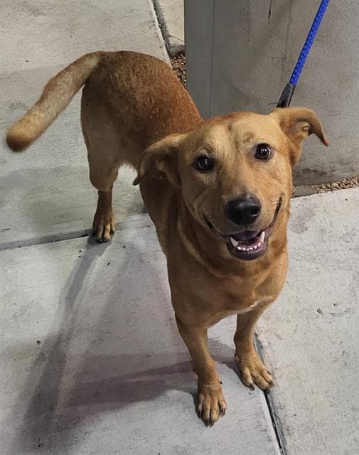 Donny - Labrador Retriever