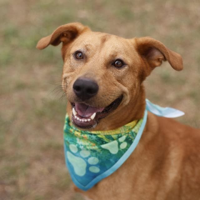 Donny - Labrador Retriever
