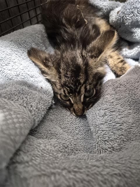 Parkie - Domestic Short Hair