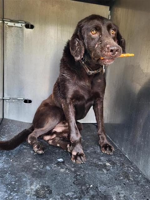 Sal - Labrador Retriever
