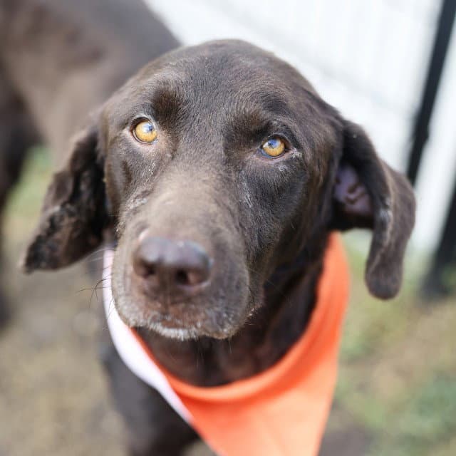 Sal - Labrador Retriever