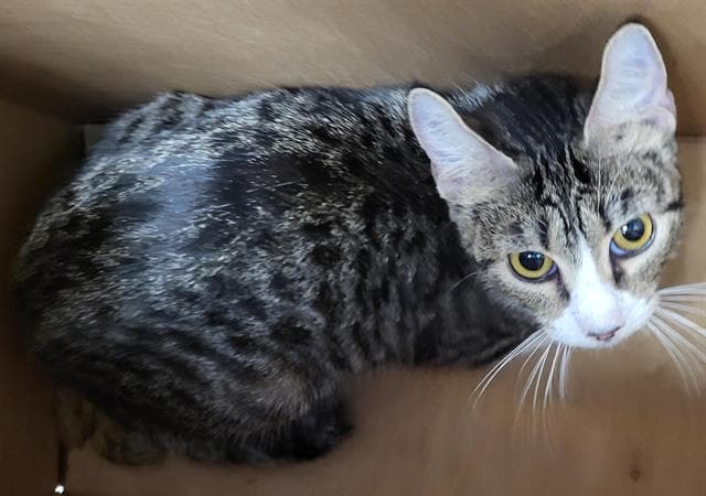 Unknown - Domestic Short Hair
