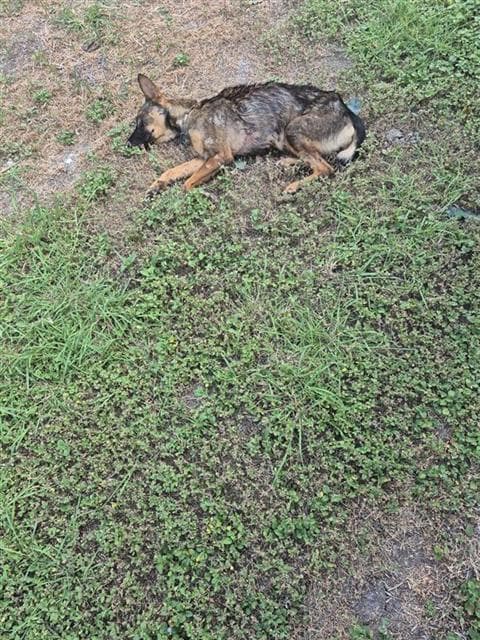 Dolly - German Shepherd Dog
