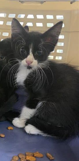 Dap - Domestic Short Hair