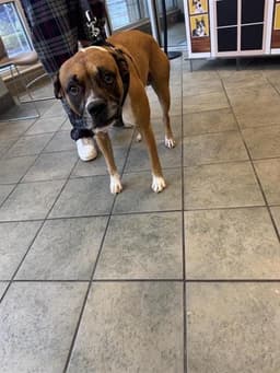 Louie image 1
