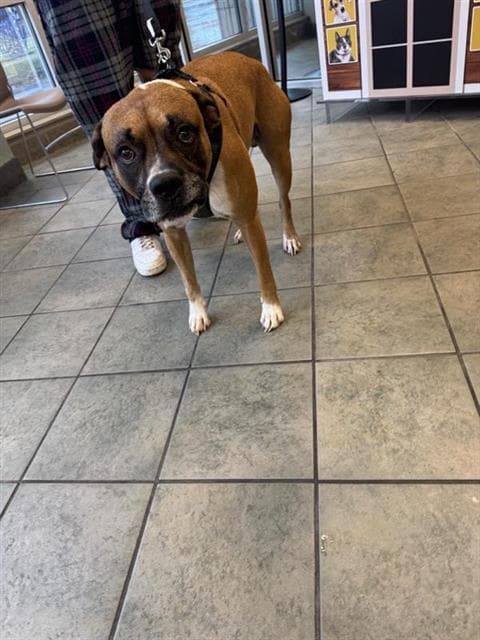 Louie - Boxer