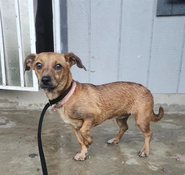 Lilly - Terrier