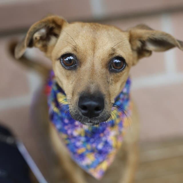 Lilly - Terrier