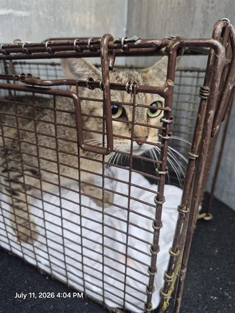 Neenee - Domestic Short Hair