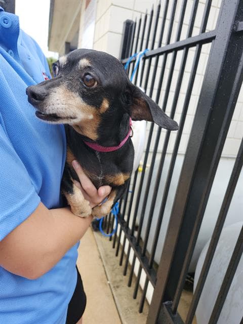 Fergie - Dachshund