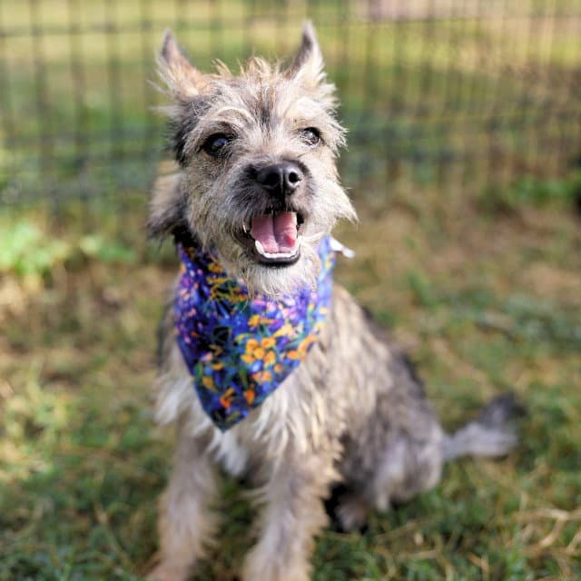 Wylie - Scottish Terrier Scottie