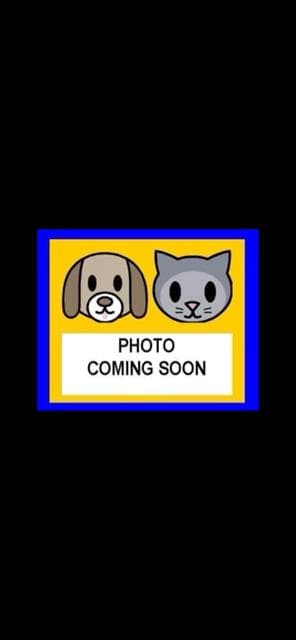 Milo - Shih Tzu
