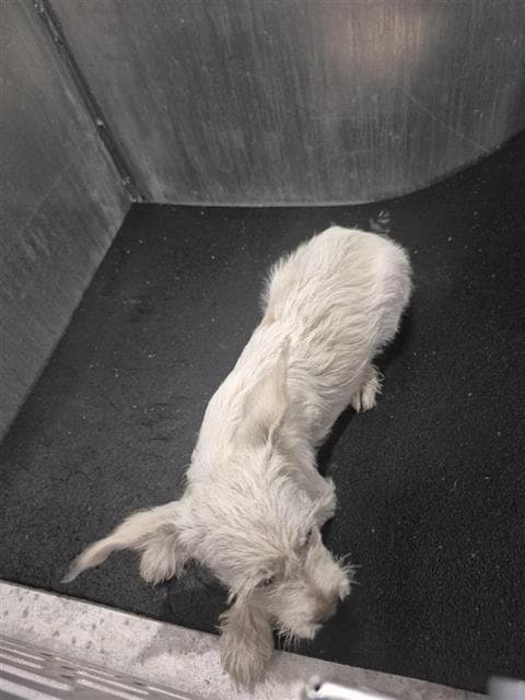 Elli - Miniature Schnauzer