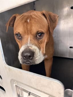 Boxer image 1