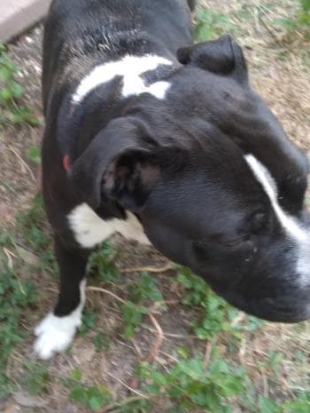 Shazam - American Staffordshire Terrier