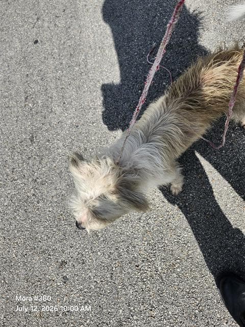 Unknow - Terrier