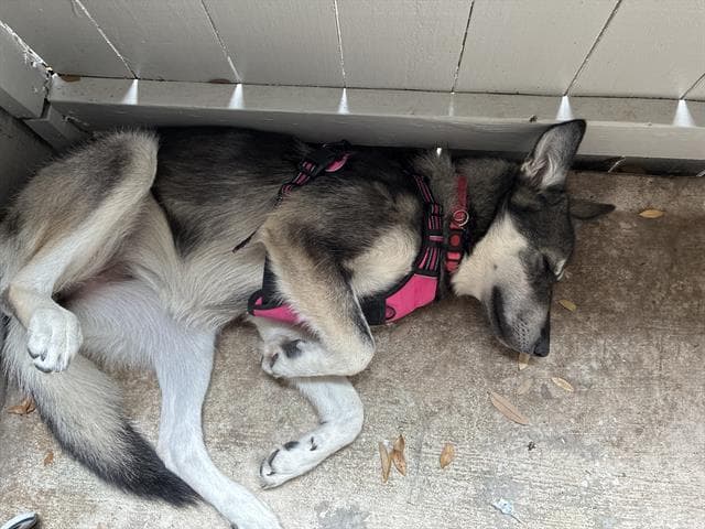 Bloom - Husky