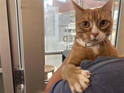 Puss-N-Boots image 1