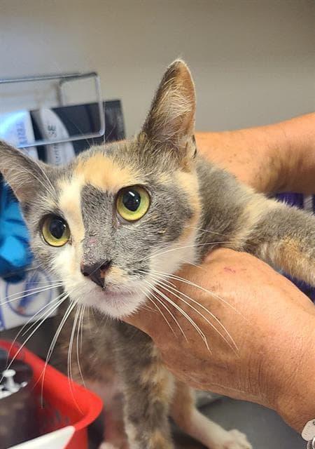 Mochita - Domestic Short Hair