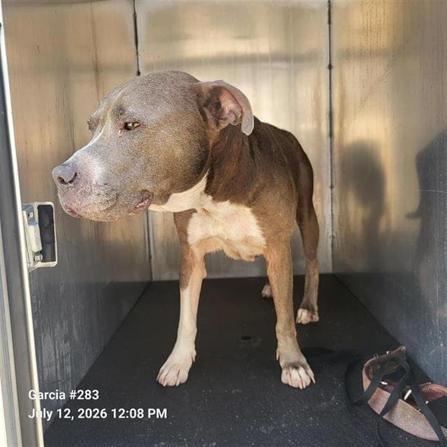 Hallie - American Staffordshire Terrier