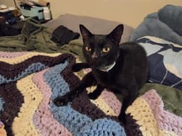 Joey Taquito image 1