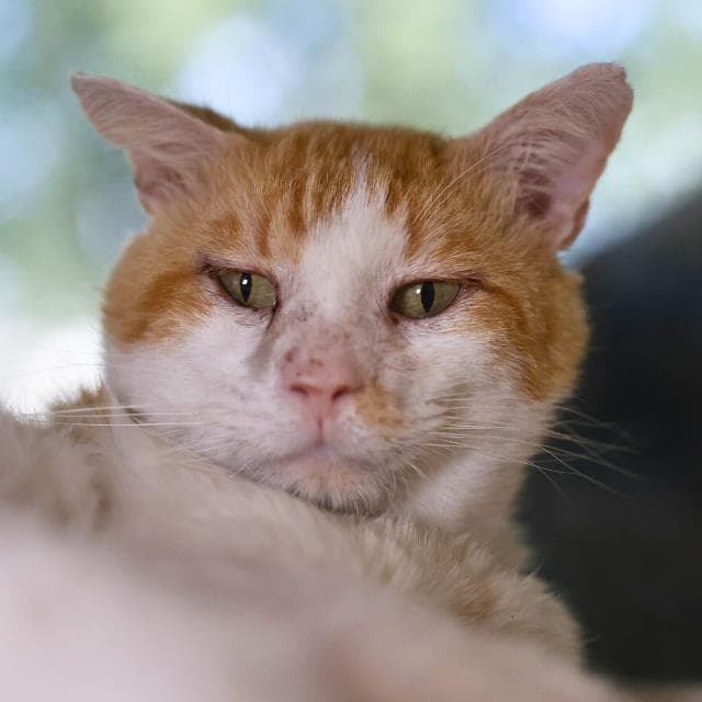 Goldberg - Domestic Short Hair