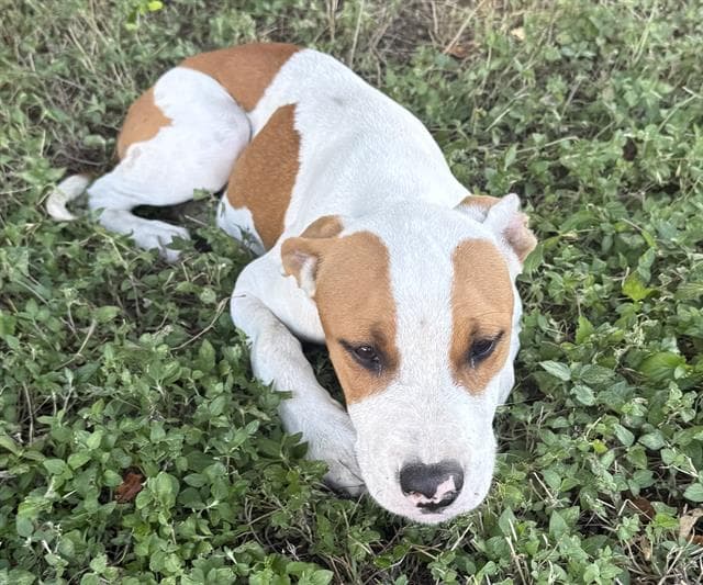 Honey - Terrier