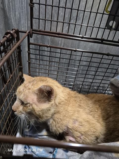 Freddy - Domestic Short Hair