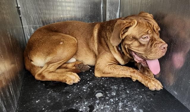 Maximillian - Mastiff