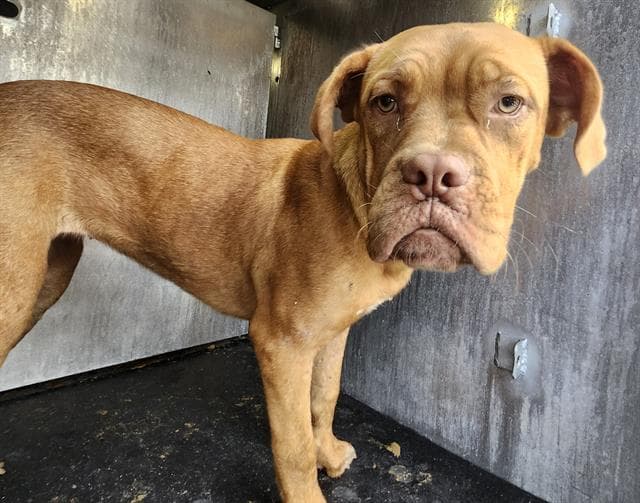 Unknown - Mastiff