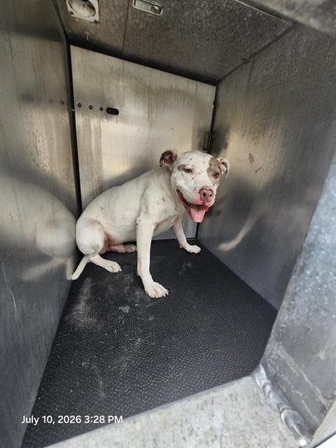 Carl - American Staffordshire Terrier