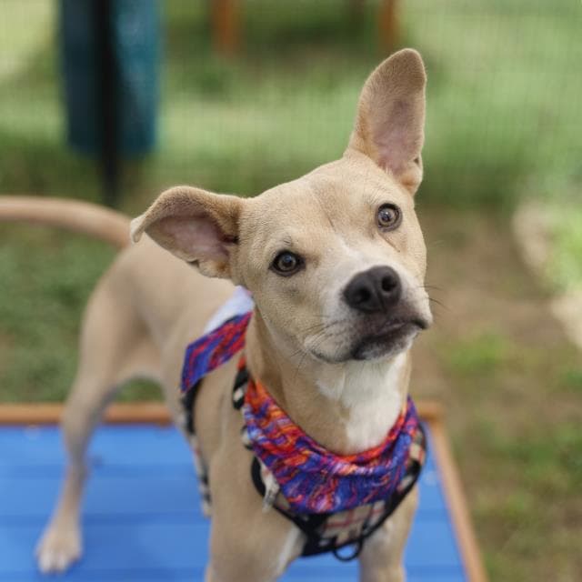 Bubba - American Staffordshire Terrier