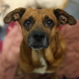 Reggie image 1