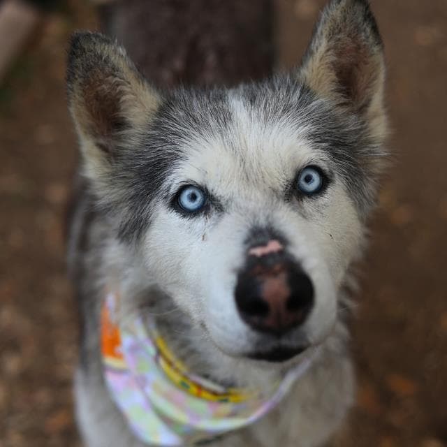 Kung Lao - Husky