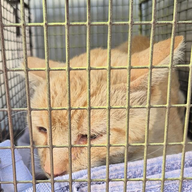 Jackjack - Domestic Medium Hair
