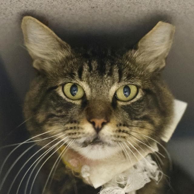 Oliver - Domestic Medium Hair