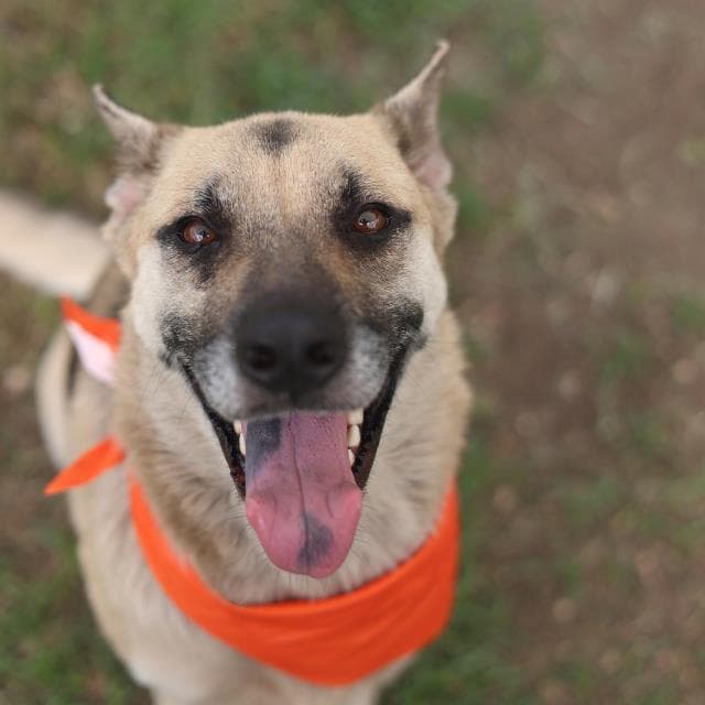 Lyric - German Shepherd Dog