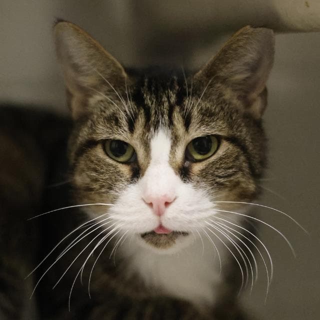 Bug - Domestic Short Hair